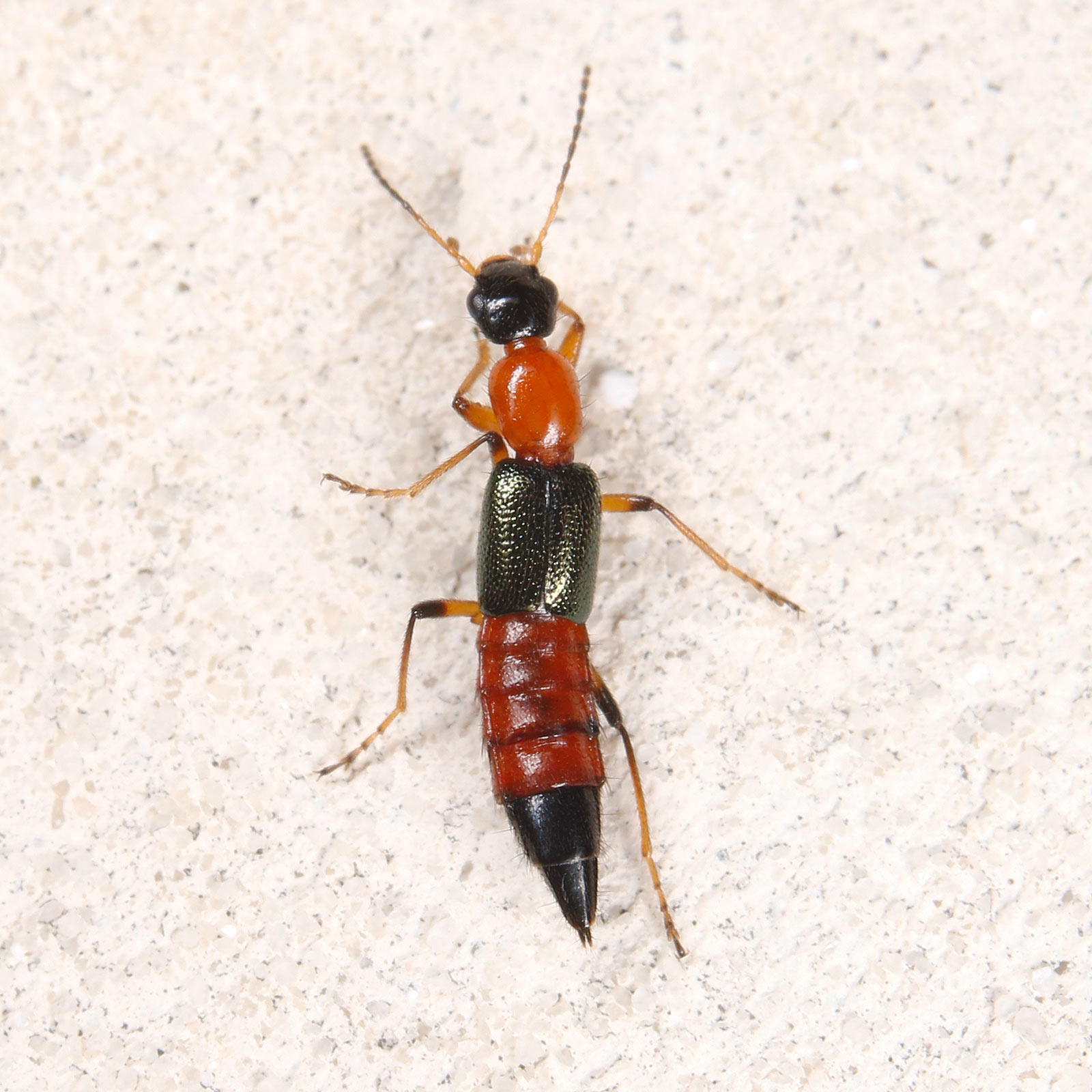 Staphylinidae: Paederus da identificare